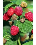 Малина штамбова Здоровань | Малина штамбовая Крепыш | Raspberries stam Krepish